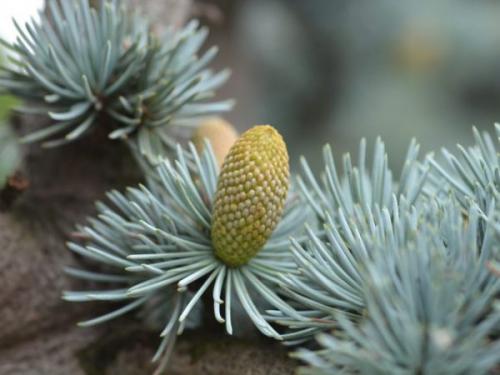 Декоративные деревья для сада. Какие красивые декоративные деревья посадить на участке, вдоль забора и перед домом?