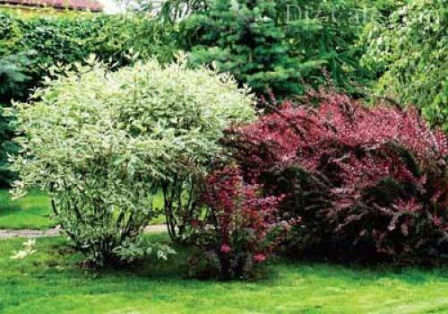 Топ деревьев и кустарников для дизайна приусадебного участка. Обзор декоративных деревьев и кустарников 08 Топ деревьев и кустарников для дизайна приусадебного участка. Обзор декоративных деревьев и кустарников 08