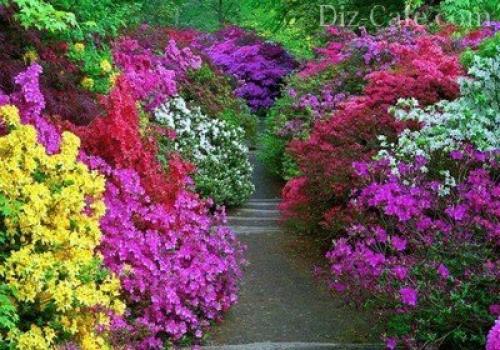 Топ деревьев и кустарников для дизайна приусадебного участка. Обзор декоративных деревьев и кустарников 07 Топ деревьев и кустарников для дизайна приусадебного участка. Обзор декоративных деревьев и кустарников 07