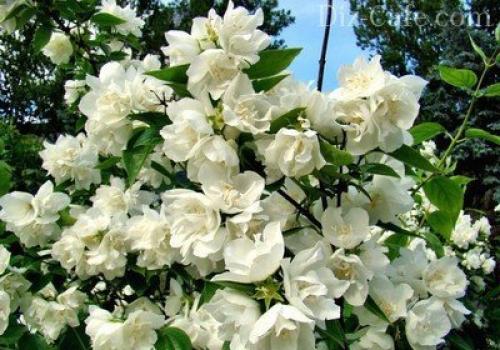 Топ деревьев и кустарников для дизайна приусадебного участка. Обзор декоративных деревьев и кустарников 05 Топ деревьев и кустарников для дизайна приусадебного участка. Обзор декоративных деревьев и кустарников 05