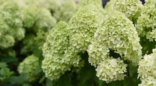 Топ деревьев и кустарников для дизайна приусадебного участка. Обзор декоративных деревьев и кустарников 10