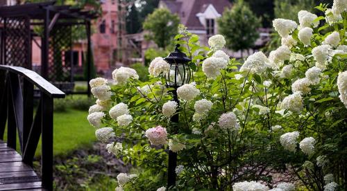 Топ деревьев и кустарников для дизайна приусадебного участка. Обзор декоративных деревьев и кустарников 09 Топ деревьев и кустарников для дизайна приусадебного участка. Обзор декоративных деревьев и кустарников 09