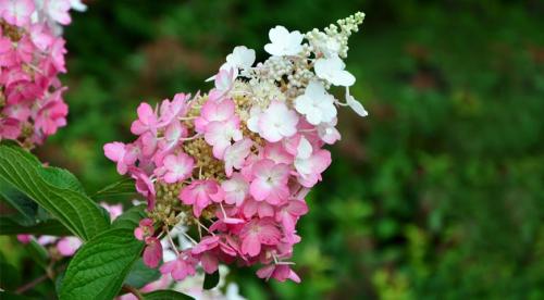Топ деревьев и кустарников для дизайна приусадебного участка. Обзор декоративных деревьев и кустарников 12 Топ деревьев и кустарников для дизайна приусадебного участка. Обзор декоративных деревьев и кустарников 12