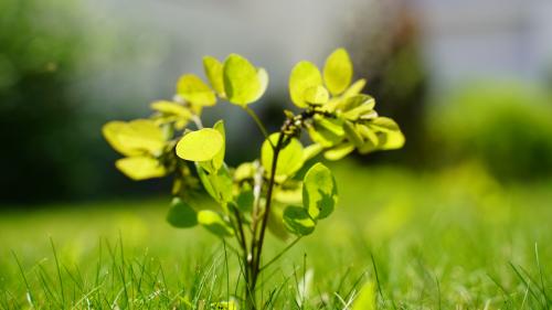 Тенелюбивые деревья. Отлично выдержат без солнечного света: какие деревья можно сажать в тени