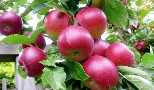 Календарь ухода за яблоней и грушей на весь год. Выращивание яблони и груши в саду: особенности ухода и популярные сорта