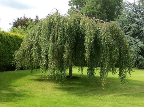 Быстрорастущие тенелюбивые деревья. Самые быстрорастущие деревья