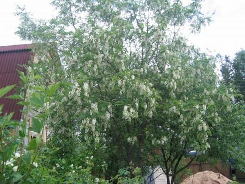 Быстрорастущие тенелюбивые деревья. Самые быстрорастущие деревья