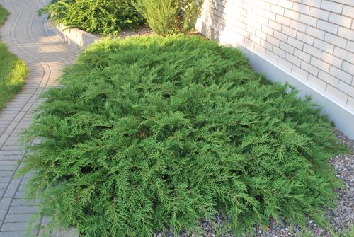 Низкорослые кустарники для дачи. Красивые низкорослые кусты, которые стоит посадить в своем саду