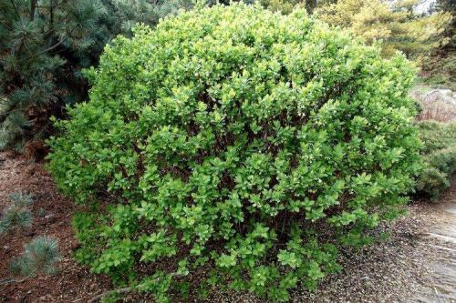 Декоративные цветущие кустарники каталог. Декоративные кустарники: названия, фото и описания (каталог)