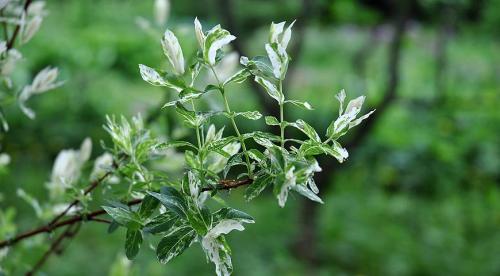 10 восхитительных деревьев для сада. ТОП 10 лиственных деревьев для посадки на большие участки 02