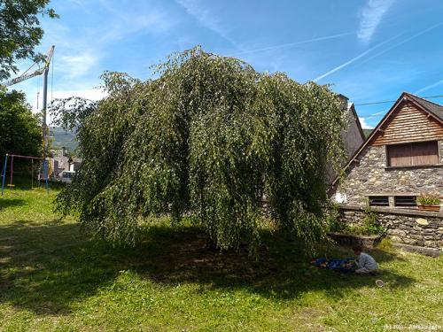 Деревья с красивыми стволами. Декоративные деревья для небольших участков