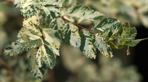 10 восхитительных деревьев для сада. ТОП 10 лиственных деревьев для посадки на большие участки 01