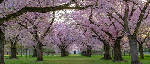 Деревья для двора. Какие красивые декоративные деревья посадить на участке, вдоль забора и перед домом?