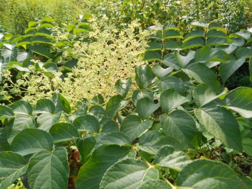 Деревья с красивыми стволами. Декоративные деревья для небольших участков