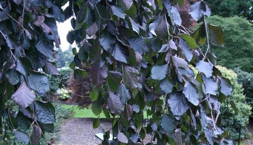 Деревья с красивыми стволами. Декоративные деревья для небольших участков