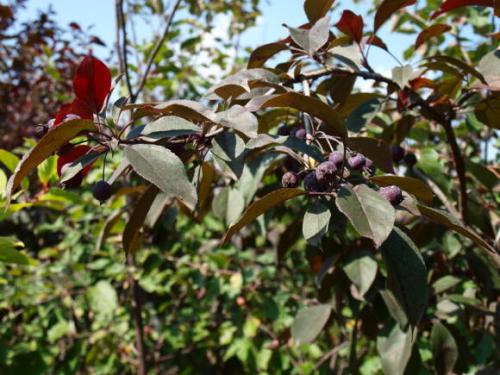 10 самых популярных осенних кустарников с красивыми плодами 20 10 самых популярных осенних кустарников с красивыми плодами 20