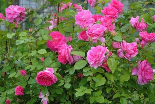 Кустарниковые растения. Декоративные кустарники: названия, фото и описания (каталог)