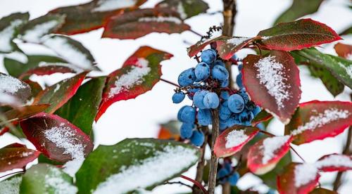 10 самых популярных осенних кустарников с красивыми плодами 02 10 самых популярных осенних кустарников с красивыми плодами 02
