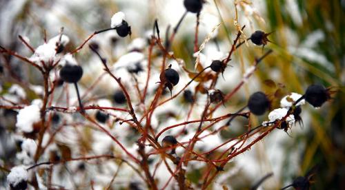 10 самых популярных осенних кустарников с красивыми плодами 04 10 самых популярных осенних кустарников с красивыми плодами 04