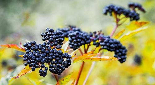 10 самых популярных осенних кустарников с красивыми плодами 01 10 самых популярных осенних кустарников с красивыми плодами 01