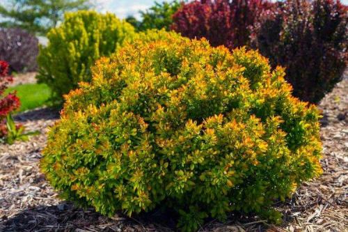 Кустарниковые растения. Декоративные кустарники: названия, фото и описания (каталог)