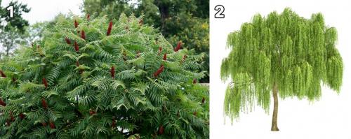 Сочетание декоративных кустарников. Ландшафтный дизайн: как совмещать декоративные кустарники