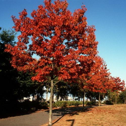 Деревья и кустарники в ландшафтном дизайне. Создание контраста 11