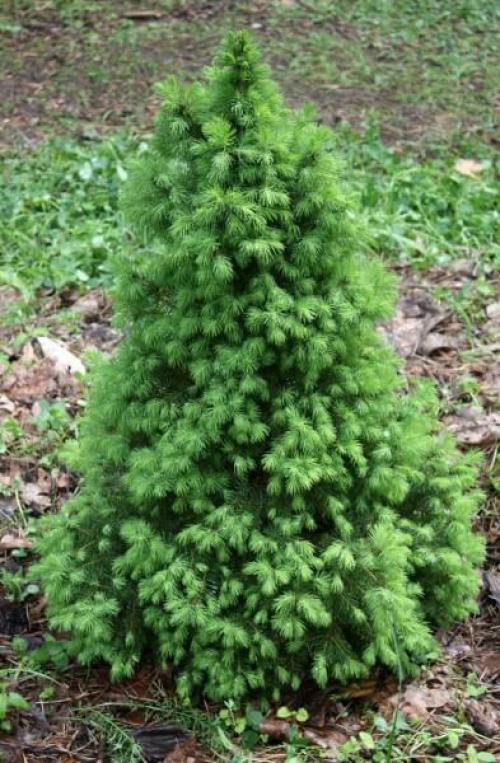 Красивые деревья для ландшафта. Хвойные деревья