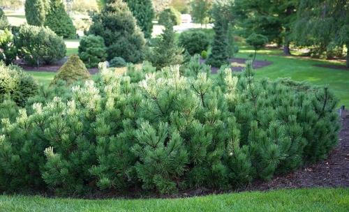 Какие деревья и кустарники надо посадить в Москве. Растения для городских условий. Кто самый выносливый?