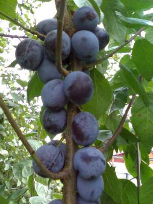 Самые красивые деревья для сада. Как правильно подобрать деревья по параметрам сада 36