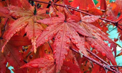Какие деревья и кустарники надо посадить в Москве. Растения для городских условий. Кто самый выносливый?