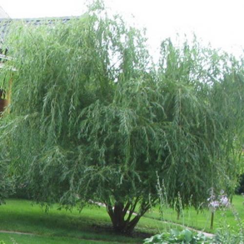 Самые красивые деревья для сада. Как правильно подобрать деревья по параметрам сада 08