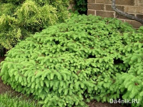 Красивые деревья для ландшафта. Хвойные деревья