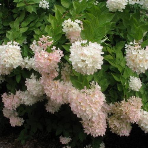 Самые красивые деревья для сада. Как правильно подобрать деревья по параметрам сада 03