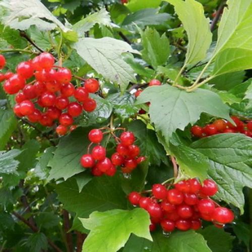 Самые красивые деревья для сада. Как правильно подобрать деревья по параметрам сада 11