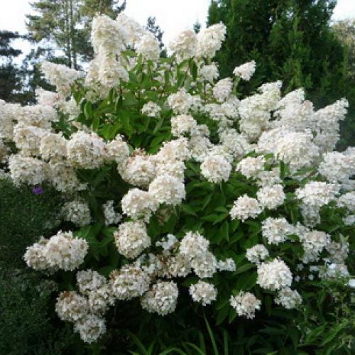 Самые красивые деревья для сада. Как правильно подобрать деревья по параметрам сада 02