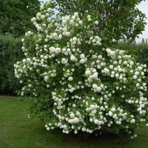 Самые красивые деревья для сада. Как правильно подобрать деревья по параметрам сада 10