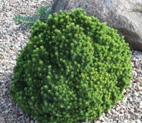 Красивые деревья для ландшафта. Хвойные деревья