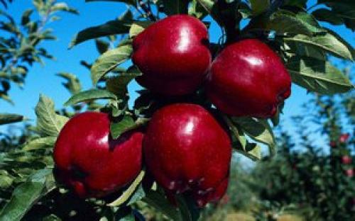 Самые красивые деревья для сада. Как правильно подобрать деревья по параметрам сада 38