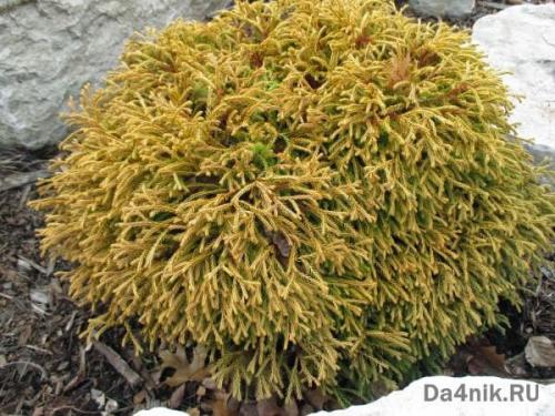 Красивые деревья для ландшафта. Хвойные деревья