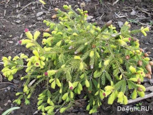 Красивые деревья для ландшафта. Хвойные деревья