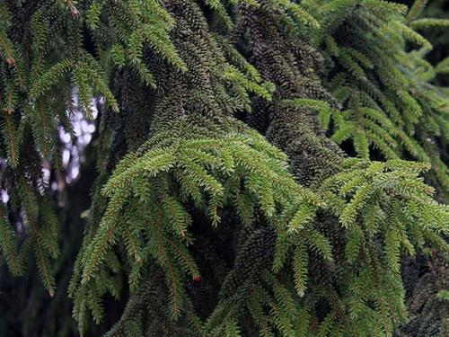 Корневая система ели. Ботаническое описание