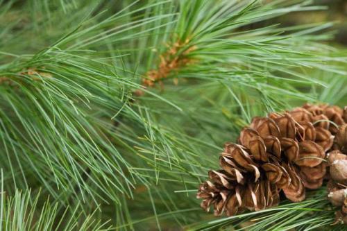 34 ТОП хвойных деревьев и кустарников в 2022 году. Добавление статьи в новую подборку 34 ТОП хвойных деревьев и кустарников в 2022 году. Добавление статьи в новую подборку