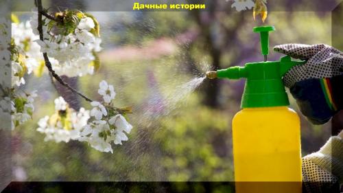Чем опрыскивать сад во время цветения. Единственно возможная, обработка сада во время цветения, от вредителей