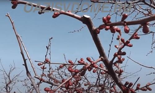 Хорус во время цветения. Когда и как обрабатывать сад Хорусом