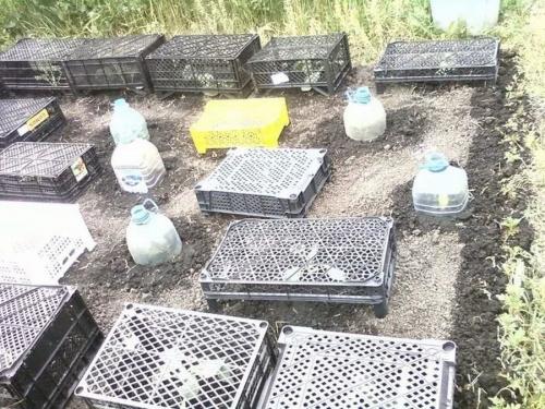 Как сделать вертикальную клумбу для петунии. Разновидности вертикальных клумб и цветы для них 29 Как сделать вертикальную клумбу для петунии. Разновидности вертикальных клумб и цветы для них 29