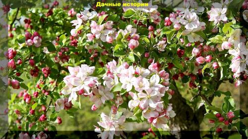 Можно ли опрыскивать деревья во время цветения. Зацвели сады. Самое время обрабатывать сад от вредителей