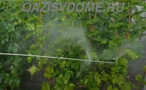 Хорус во время цветения. Когда и как обрабатывать сад Хорусом