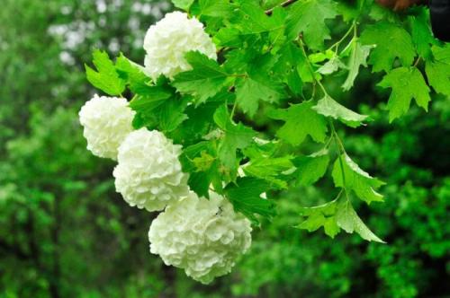 Сочетание декоративных кустарников. Кустарники для дачи – советы по выбору декоративных кустарников. 150 фото идей применения кустарника в ландшафтном дизайне