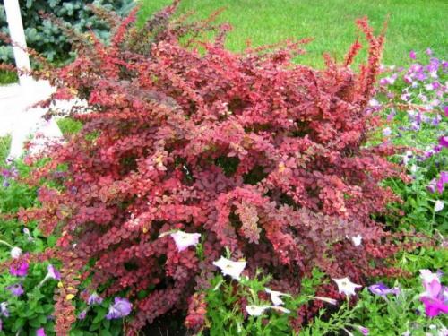 Сочетание декоративных кустарников. Кустарники для дачи – советы по выбору декоративных кустарников. 150 фото идей применения кустарника в ландшафтном дизайне